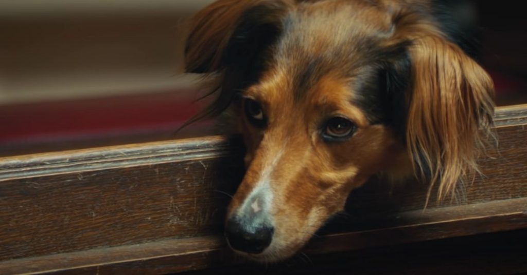 animaux-chiens-publicite