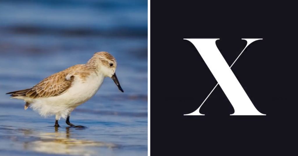 twitter-wwf-changement-nom
