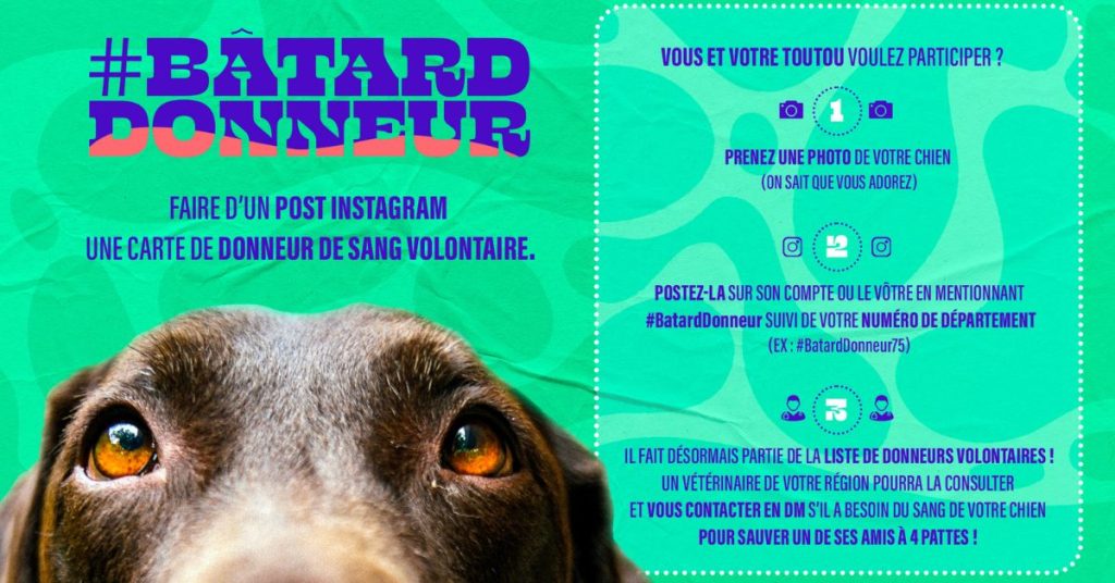 we-are-social-batard-donneur