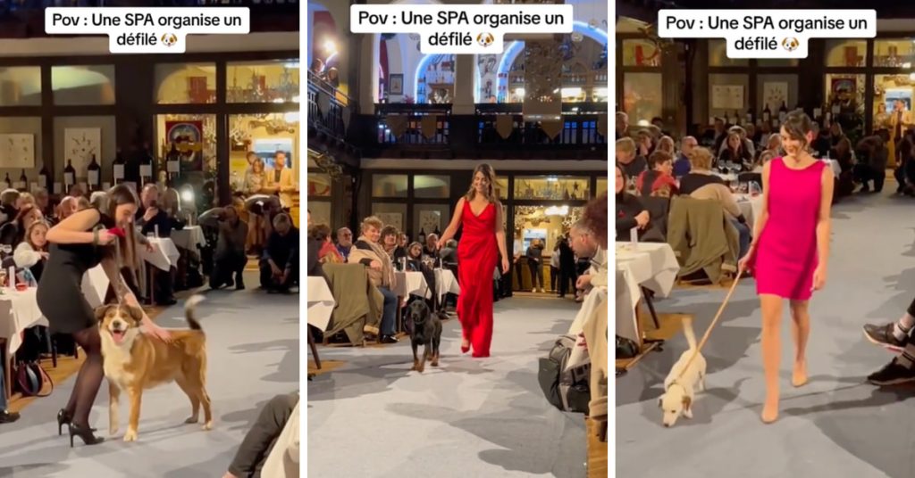 defile-mode-spa-chiens