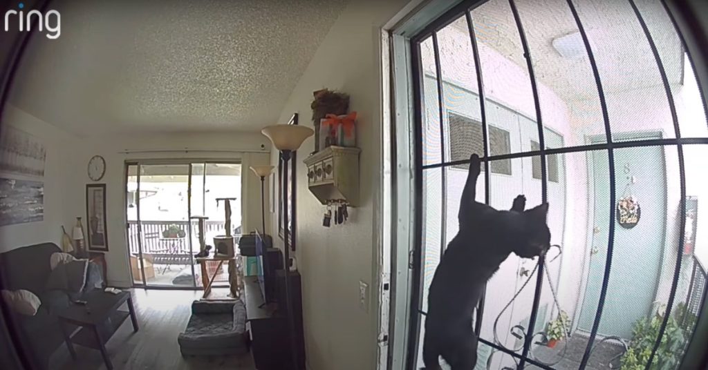 ring-amazon-remboursement-betises-chat-camera-surveillance