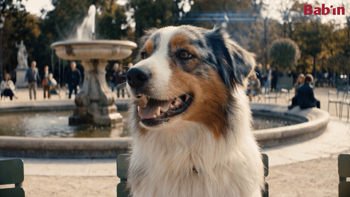 jupdlc-babin-animaux-parole-campagne-versus (1)