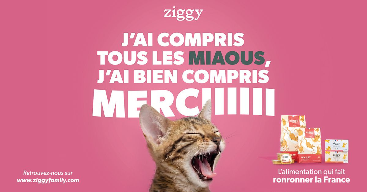 jupdlc-ziggy-patee-chat-celine-dion
