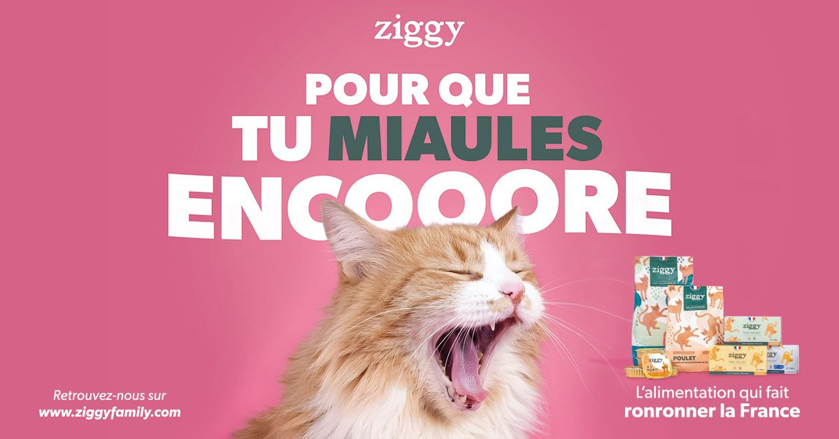 jupdlc-ziggy-celine-dion