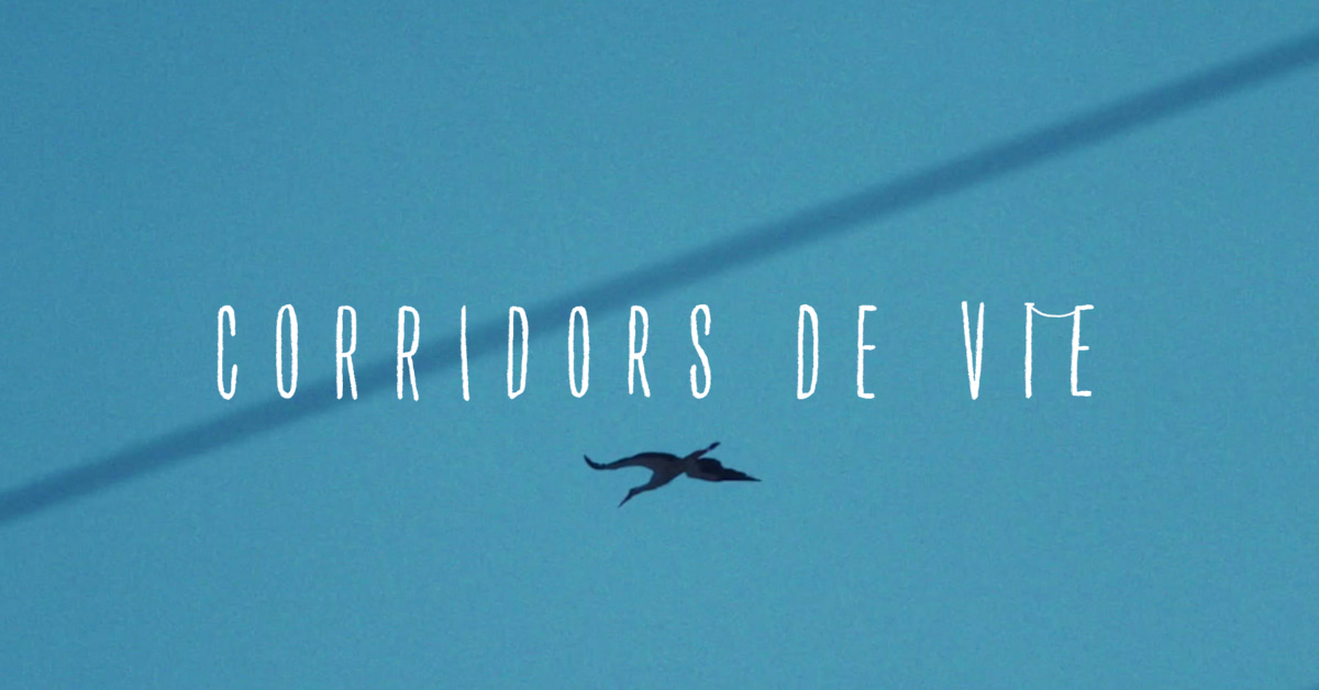 jupdlc-enedis-protege-les-oiseaux-migrateurs-corridors-vie